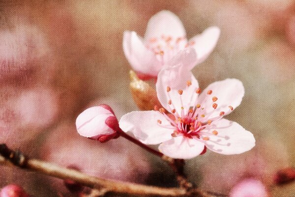 Blooming spring cherry blossoms