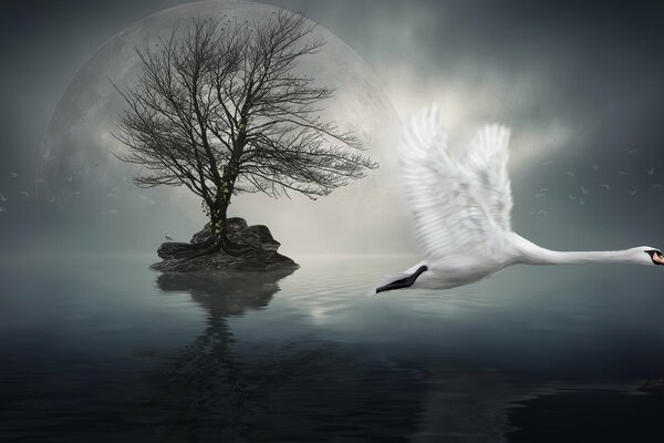 A swan flying in the night over the water