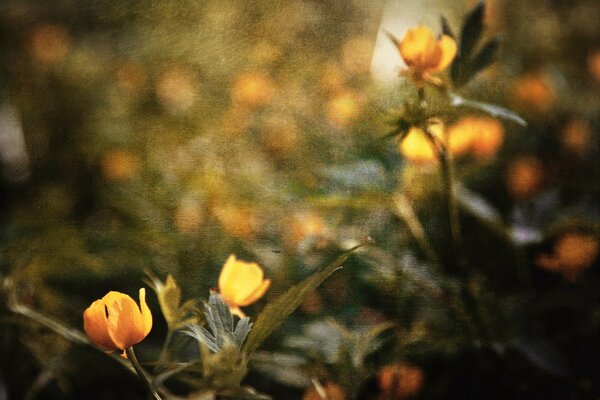 Pelirrojas hermosas flores hojas