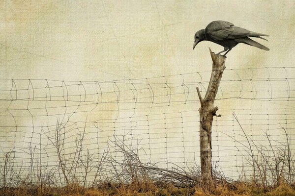 Photo of a raven in a field on a branch