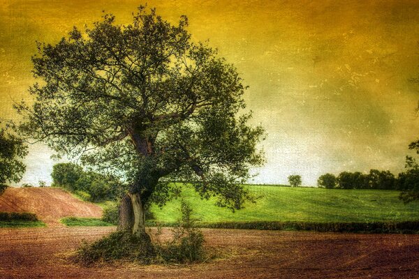 Paesaggio albero al crepuscolo