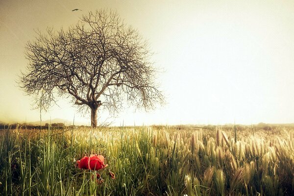 Fiore rosso nell erba vicino all albero