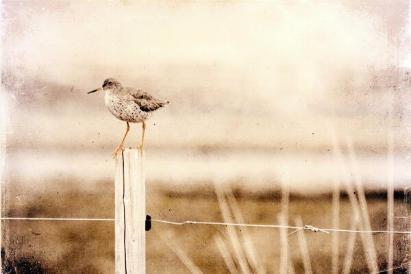 A little bird is sitting on the fence