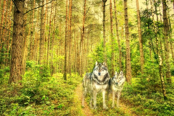 Lobos en un bosque de pinos pintura pintada