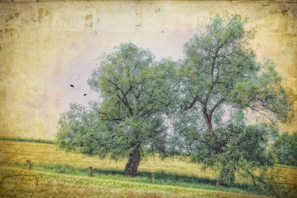 An old photo of a field with trees