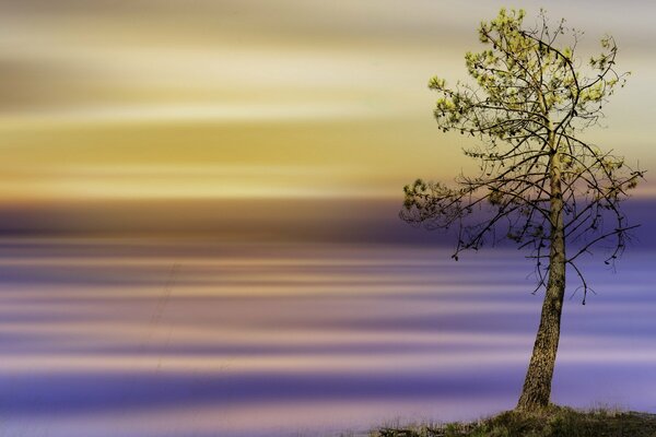 Einsamer Baum auf gelbviolettem Hintergrund