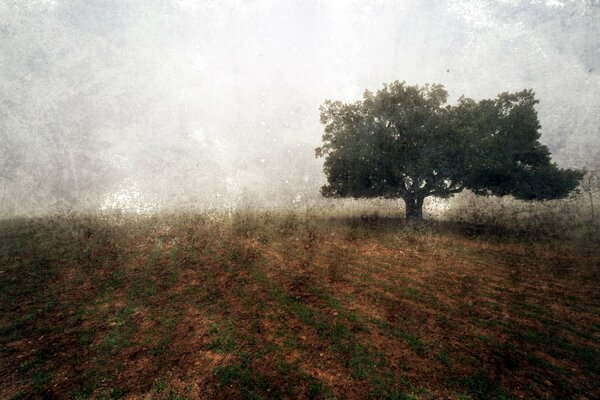 Paisaje de un árbol solitario en un campo