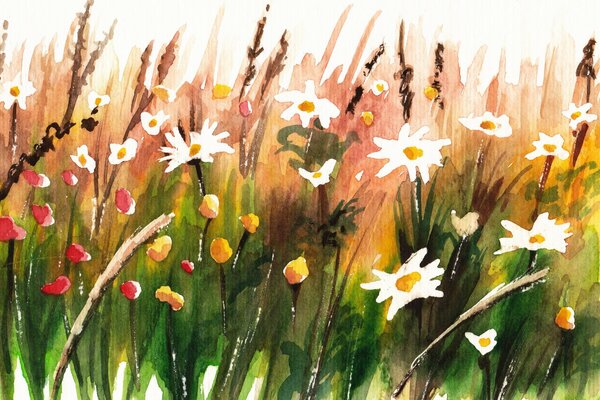 Marguerites sur une clairière peinte à l aquarelle