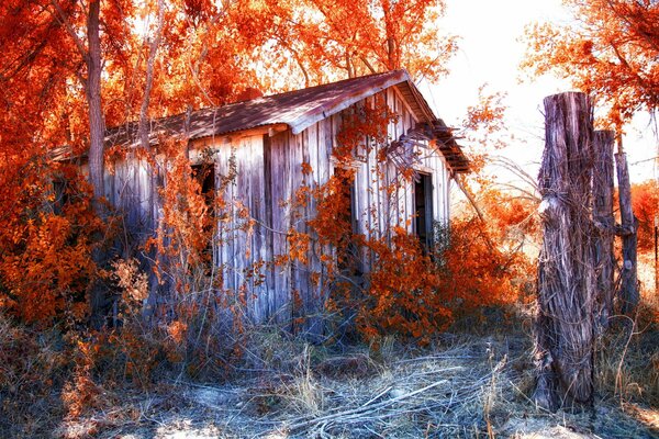 Casa en el bosque con hojas rojas