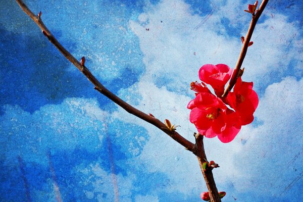 Branche de fleur rose au printemps