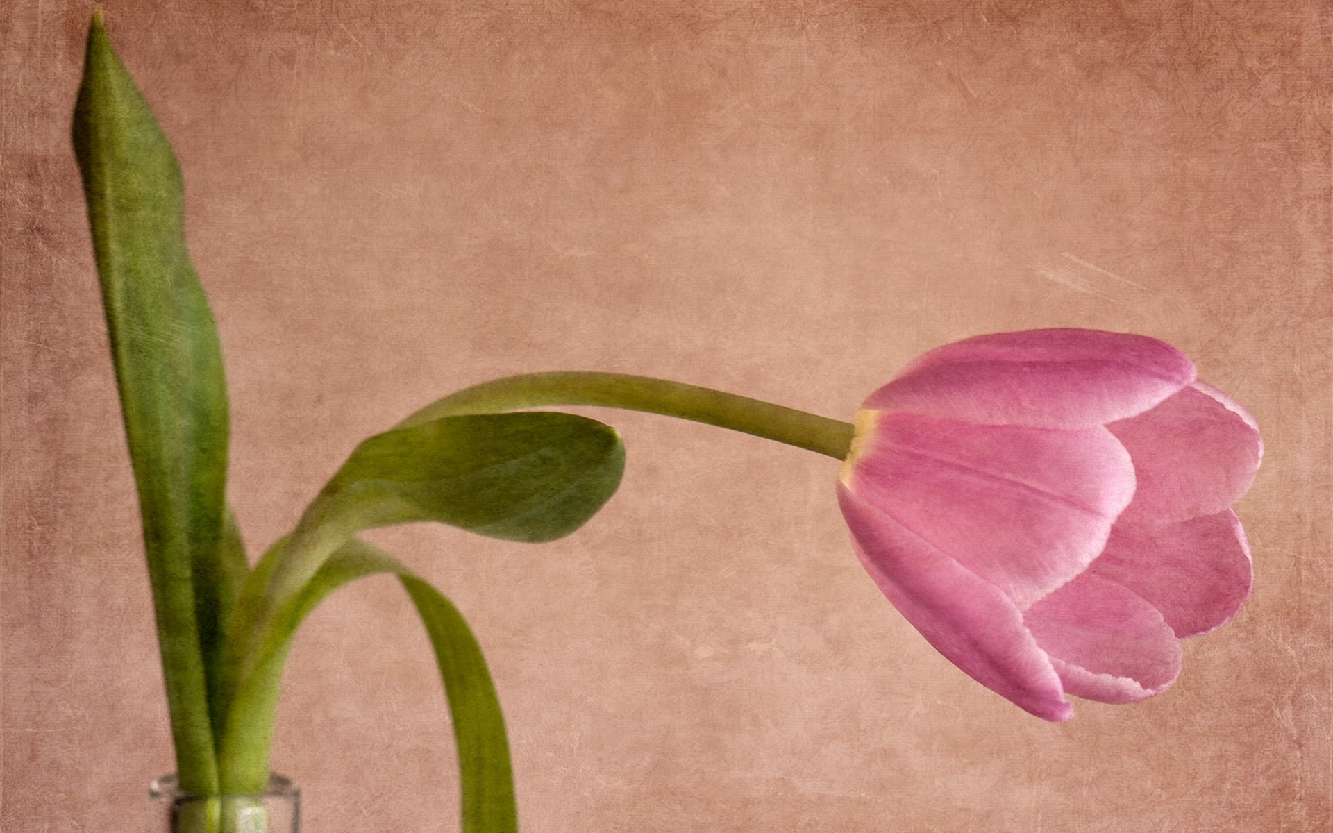 tulpe hintergrund stil