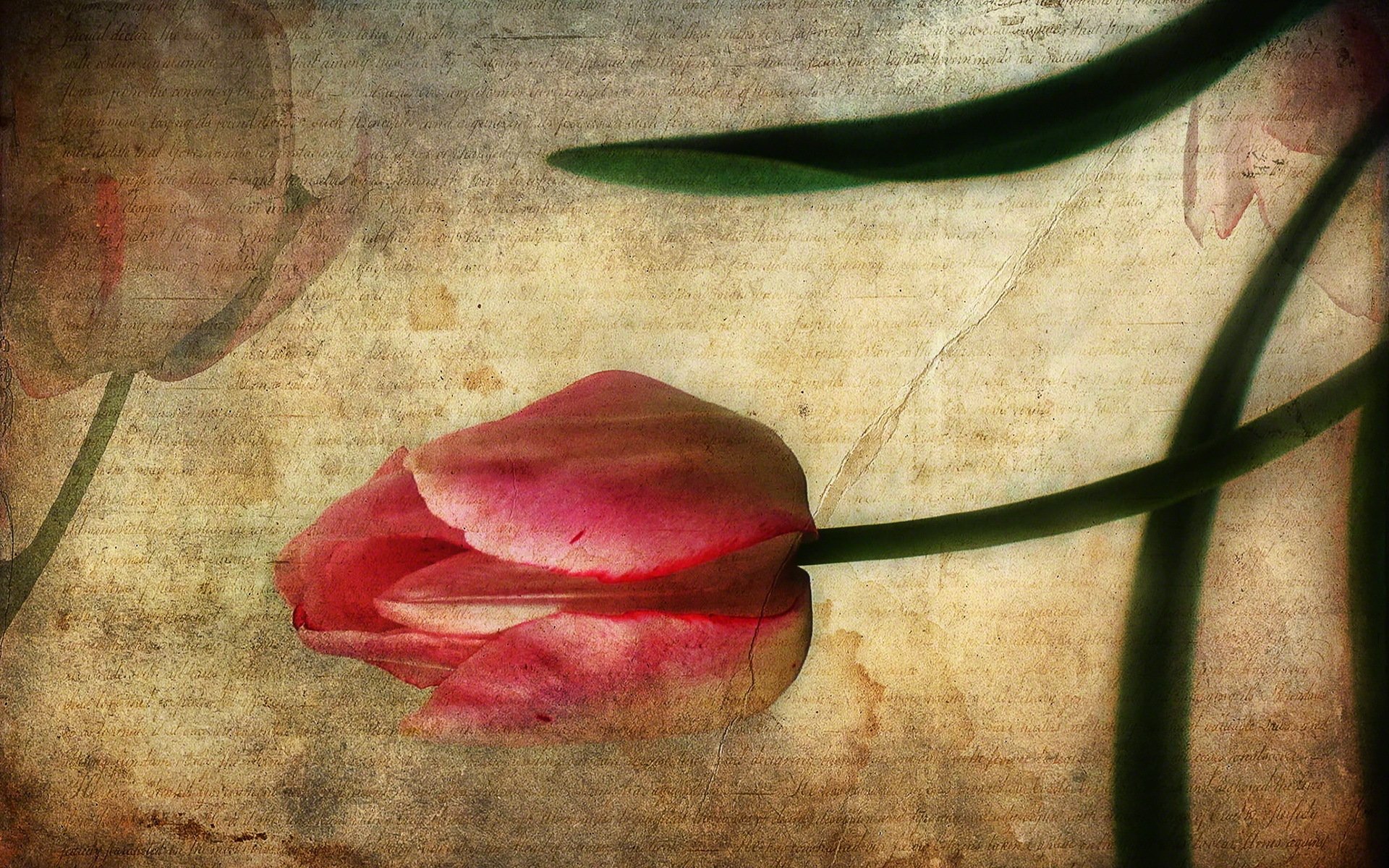 carta tulipán estilo fondo