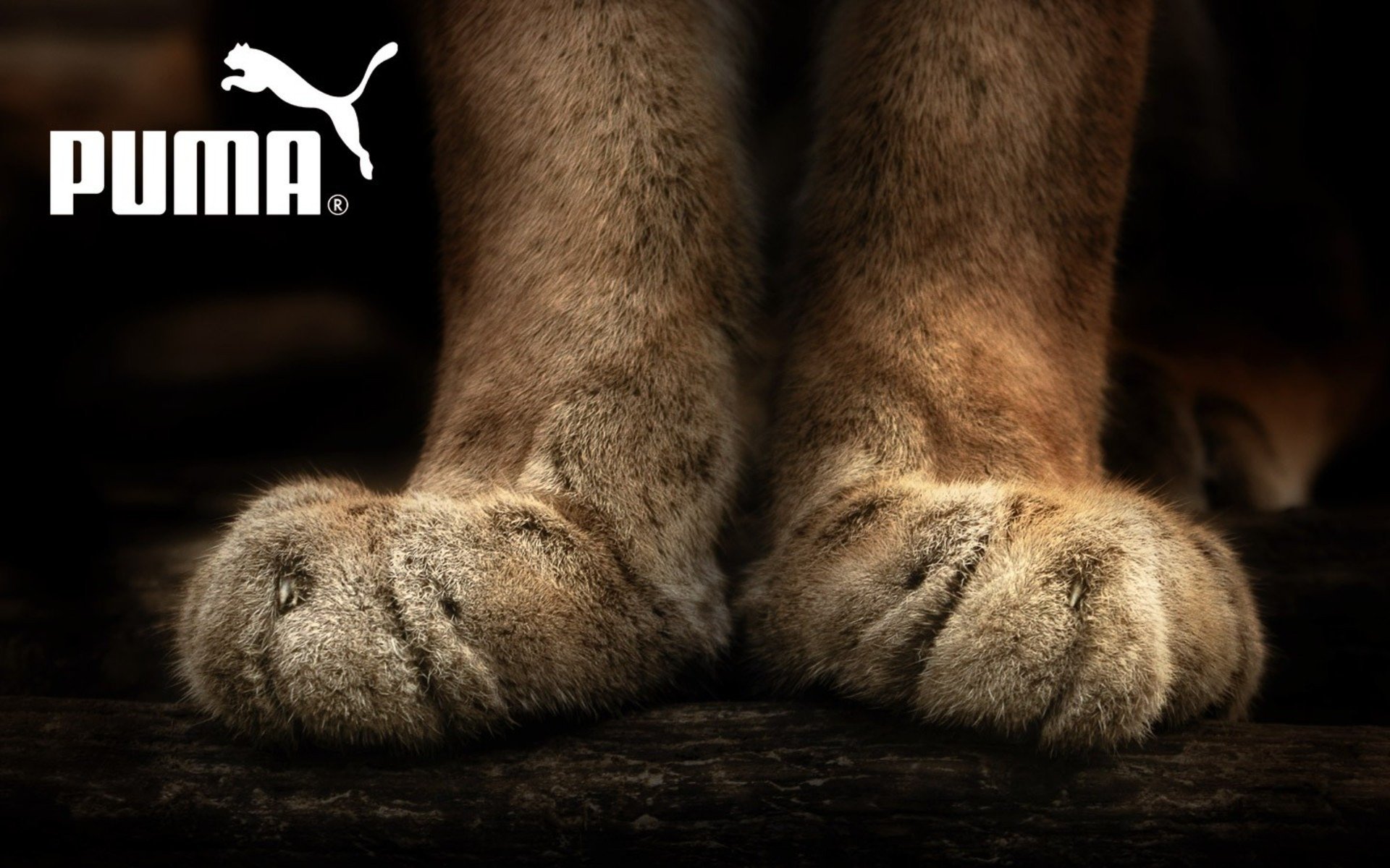 puma бренд лапки