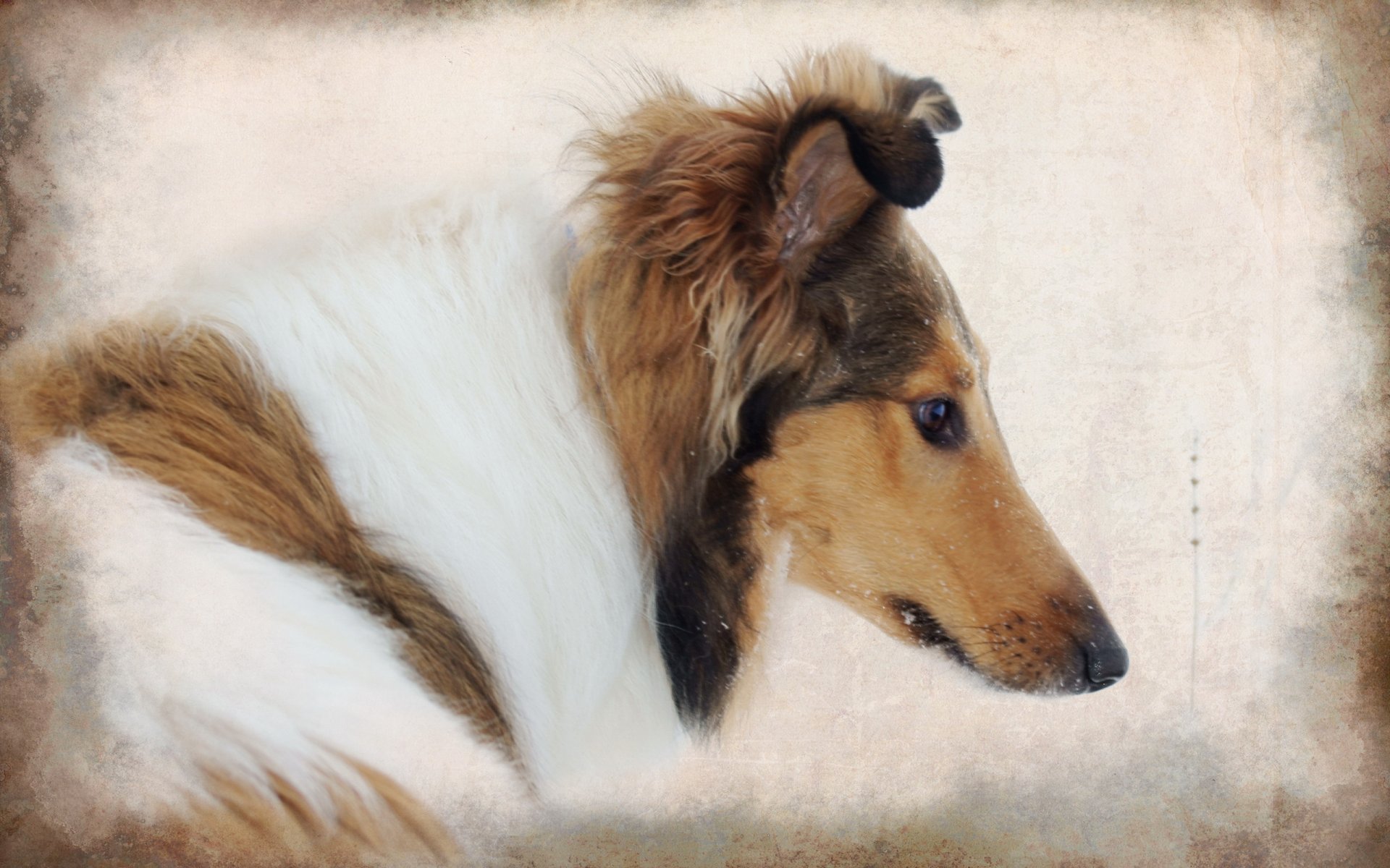 dog style background collie