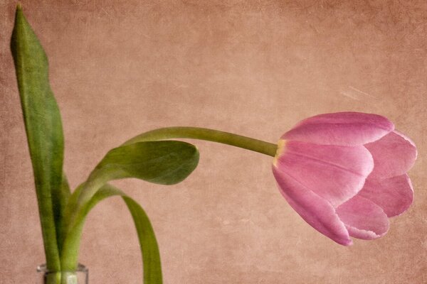 Hermoso tulipán rosa en un jarrón