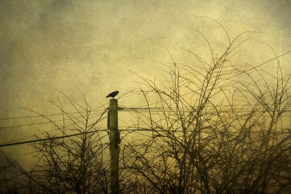 Ein einsamer Vogel am Abend auf einer Säule