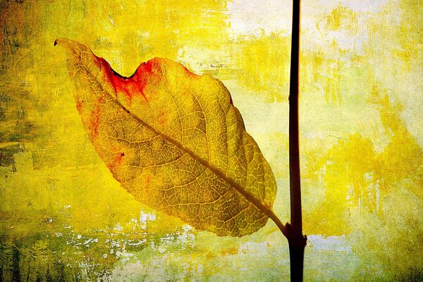 Yellow leaf on a colorful wall background