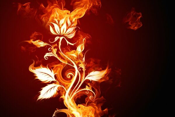 Vector image of a fiery flower