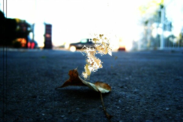 A dry leaf is lying on the asphalt