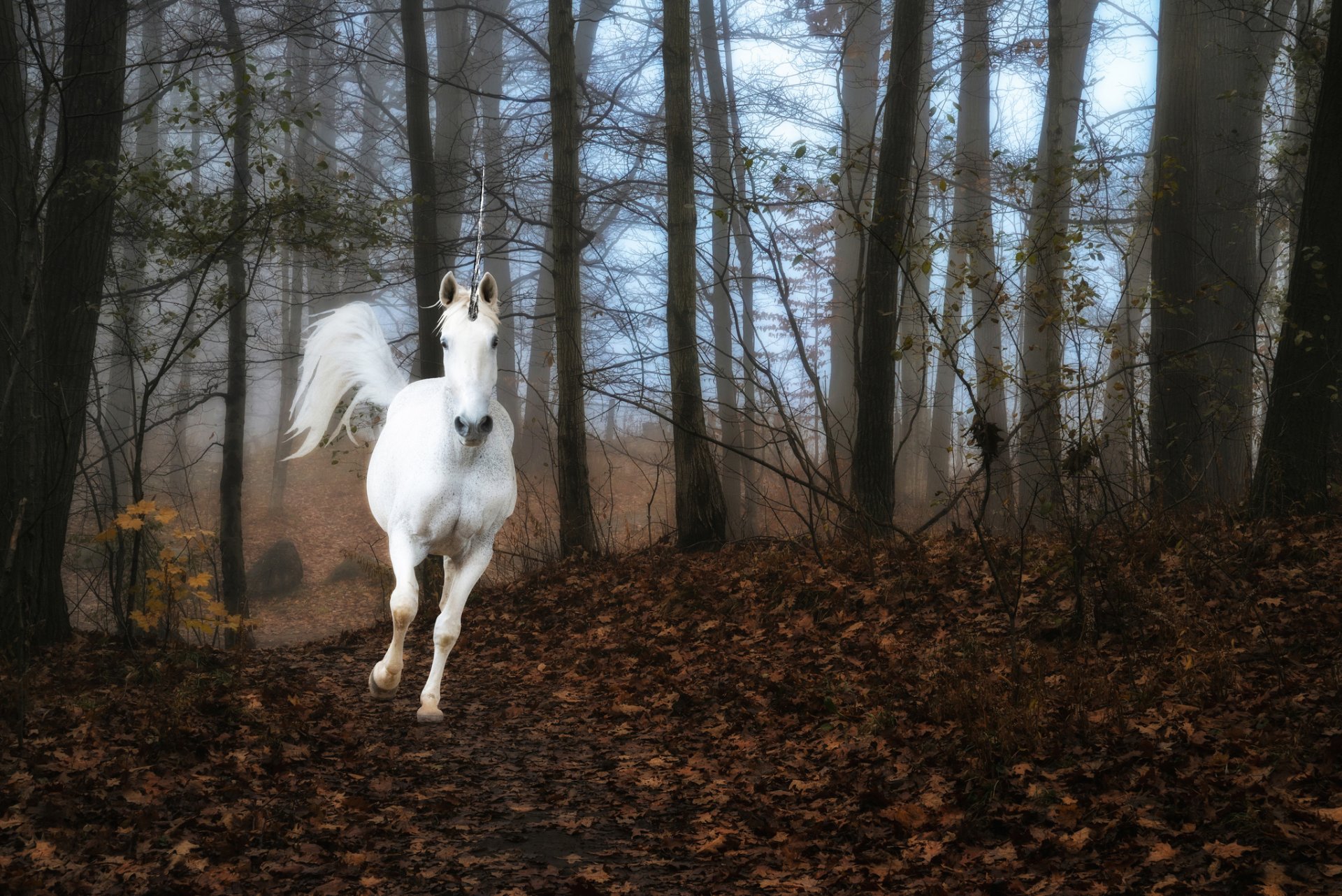 forest fog unicorn