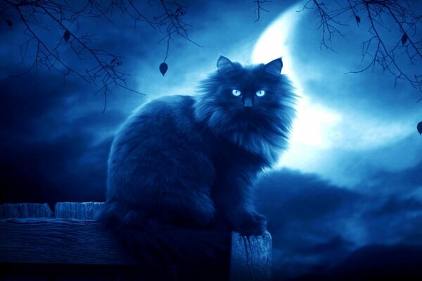 Fluffy, black cat on the background of the moon