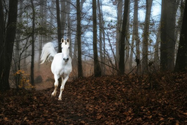 A unicorn in the forest fog runs on the ground