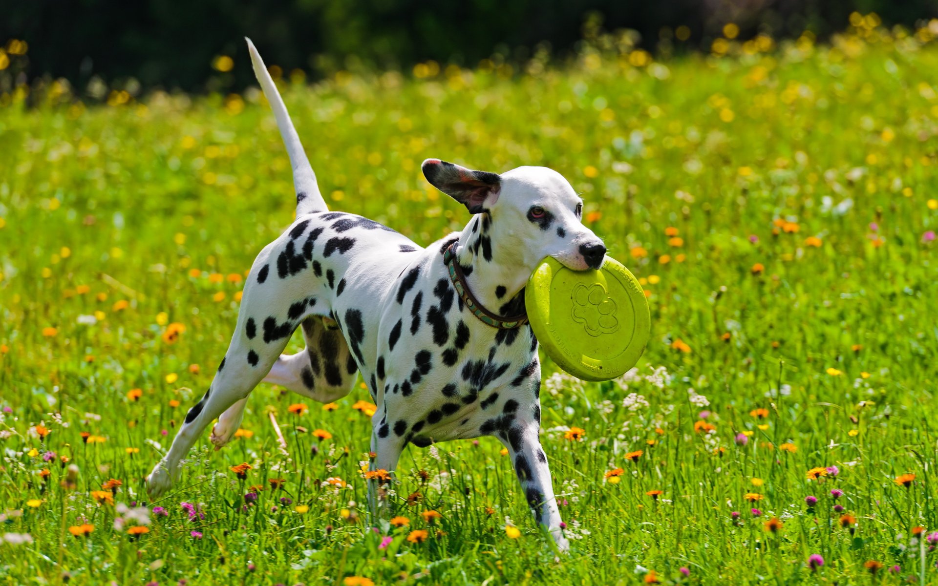 perro dalmantina verano