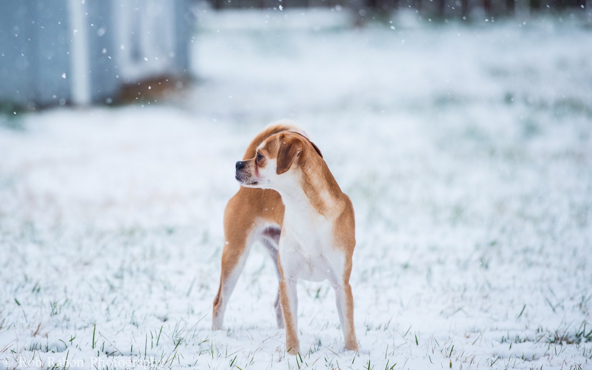 perro invierno fondo