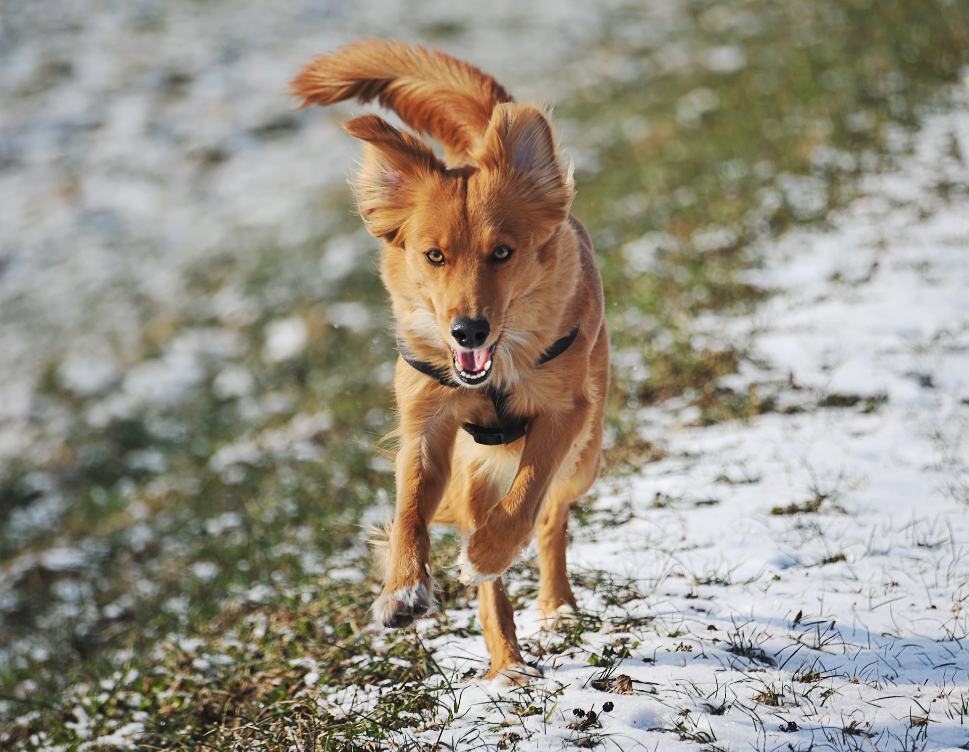 animale vista corre erba neve