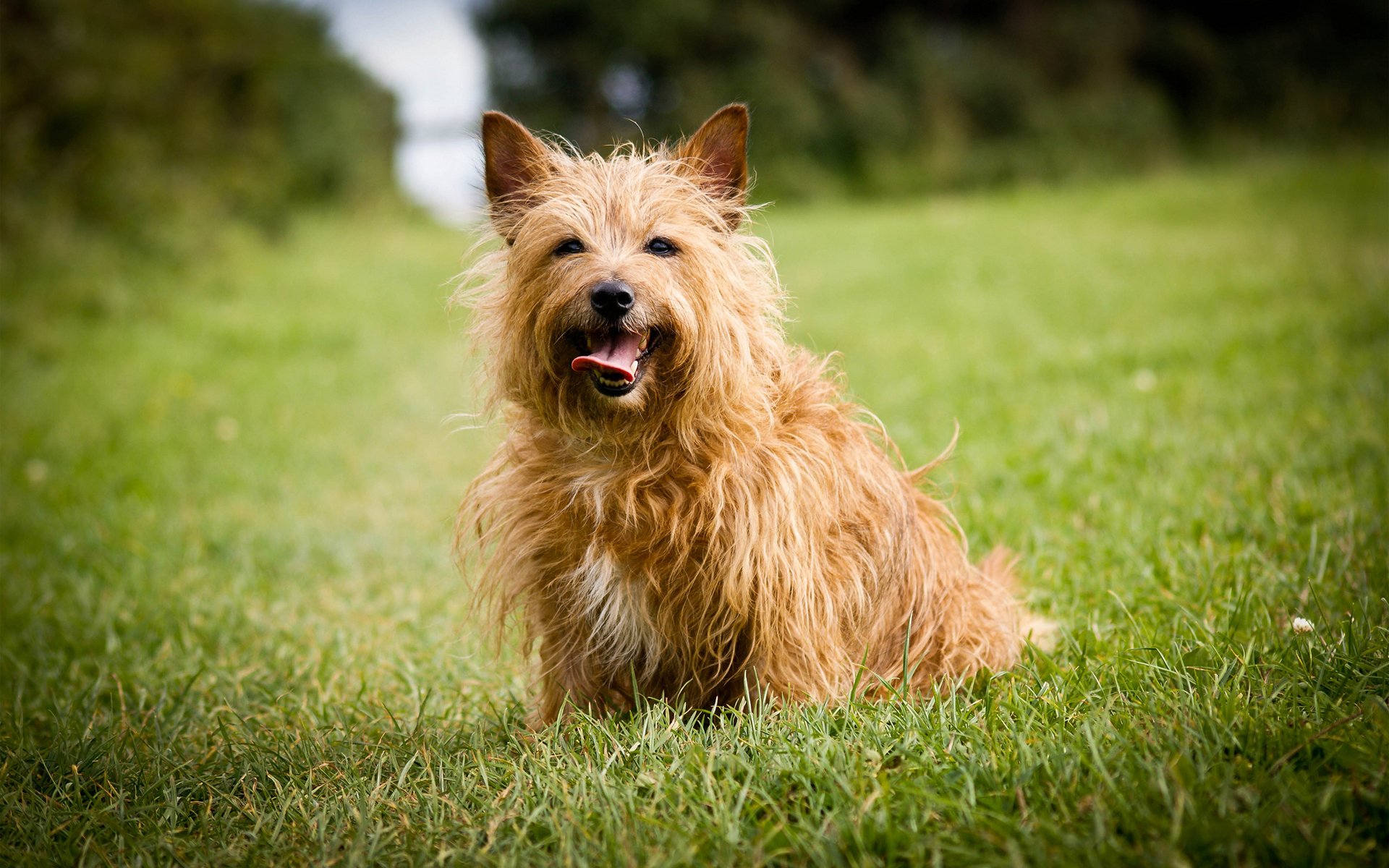 perro hierba césped