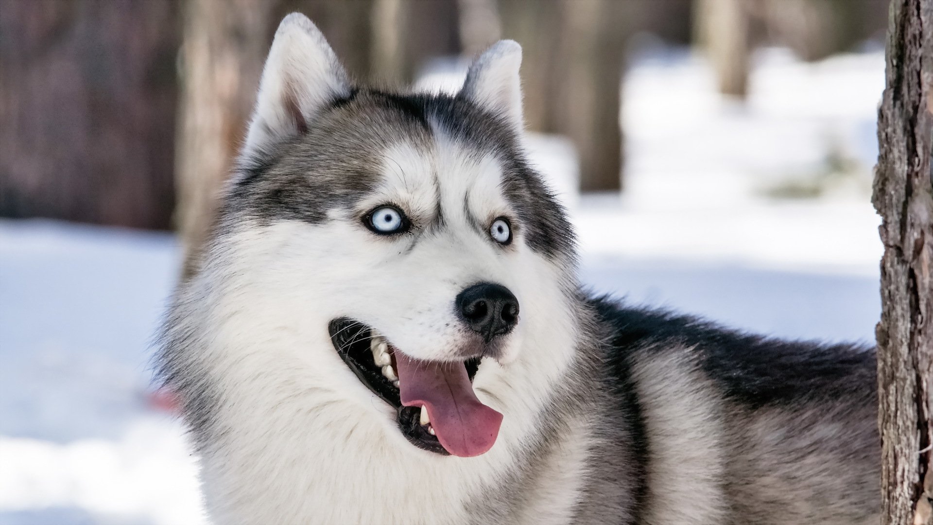 dog view other siberian husky