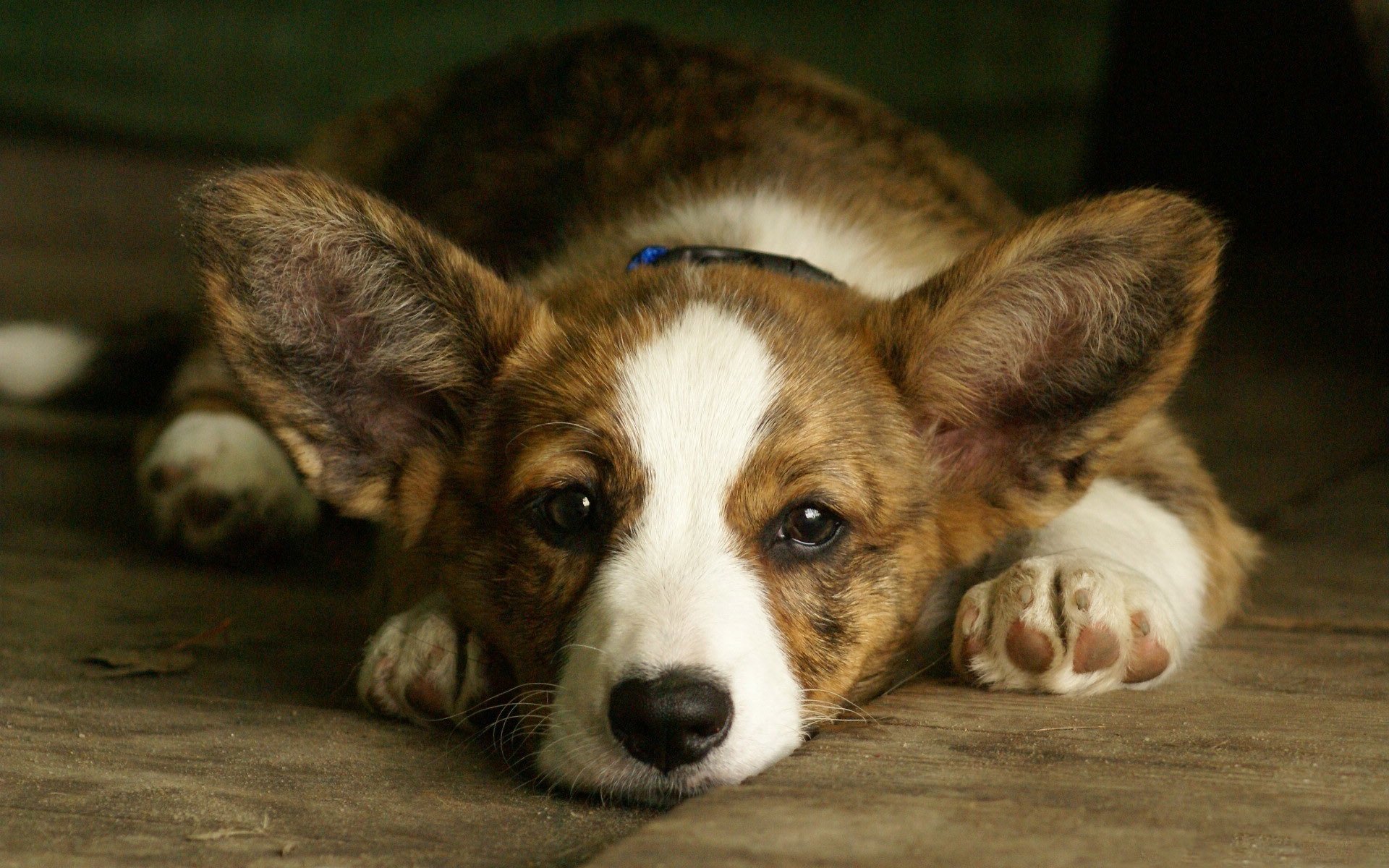 corgi galés corgi galés perro hocico orejas fondo