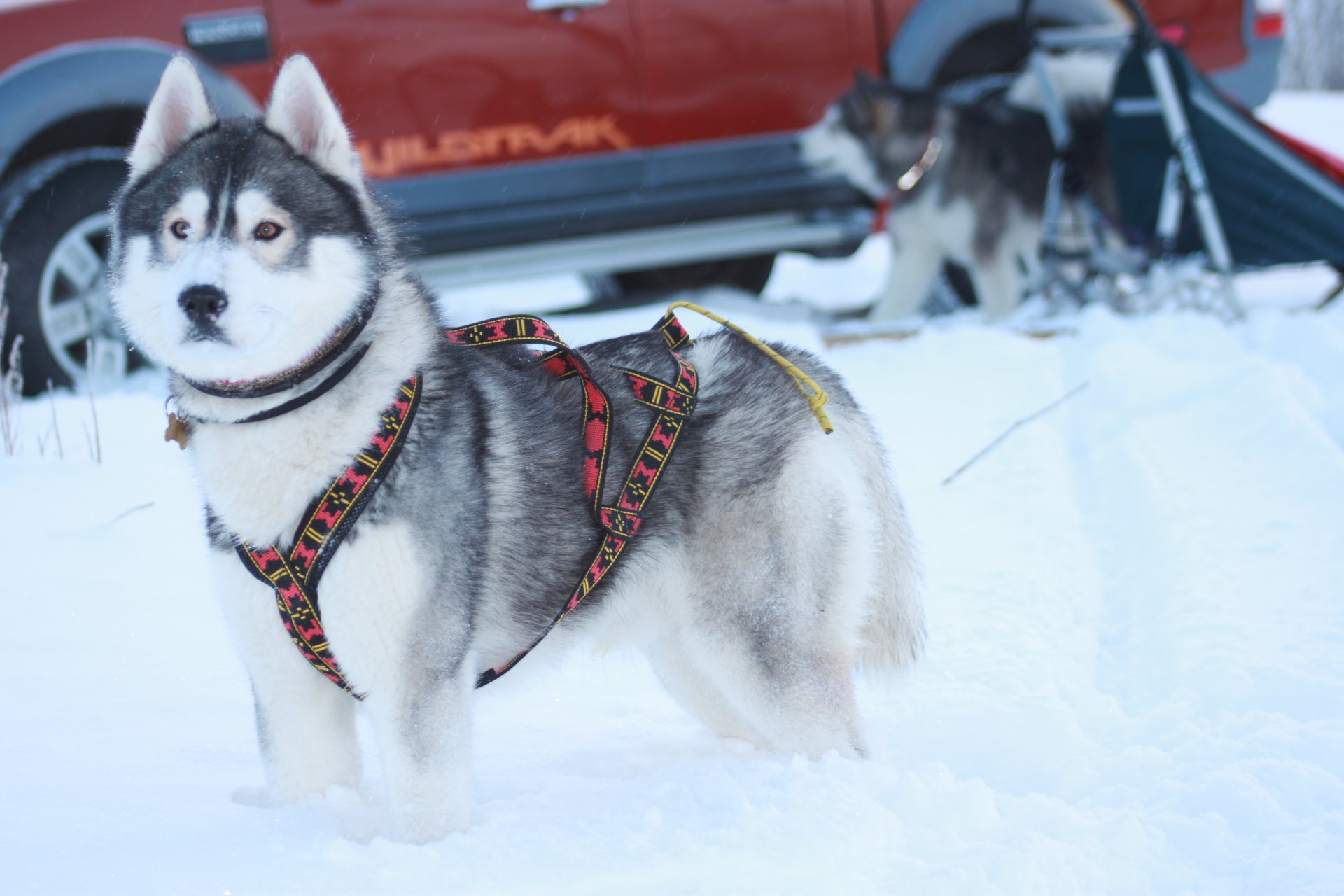 zima husky psy