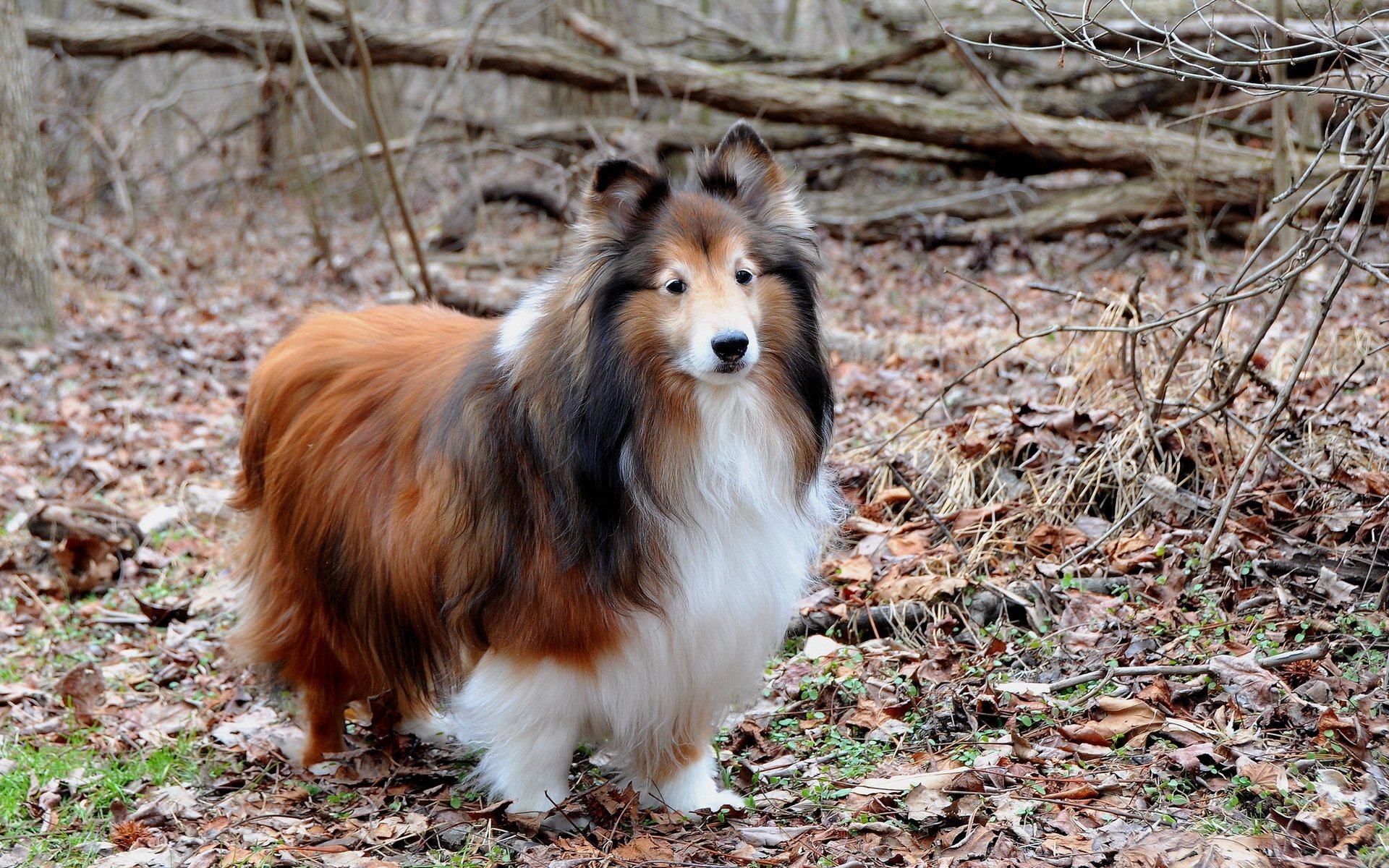 chien regard ami