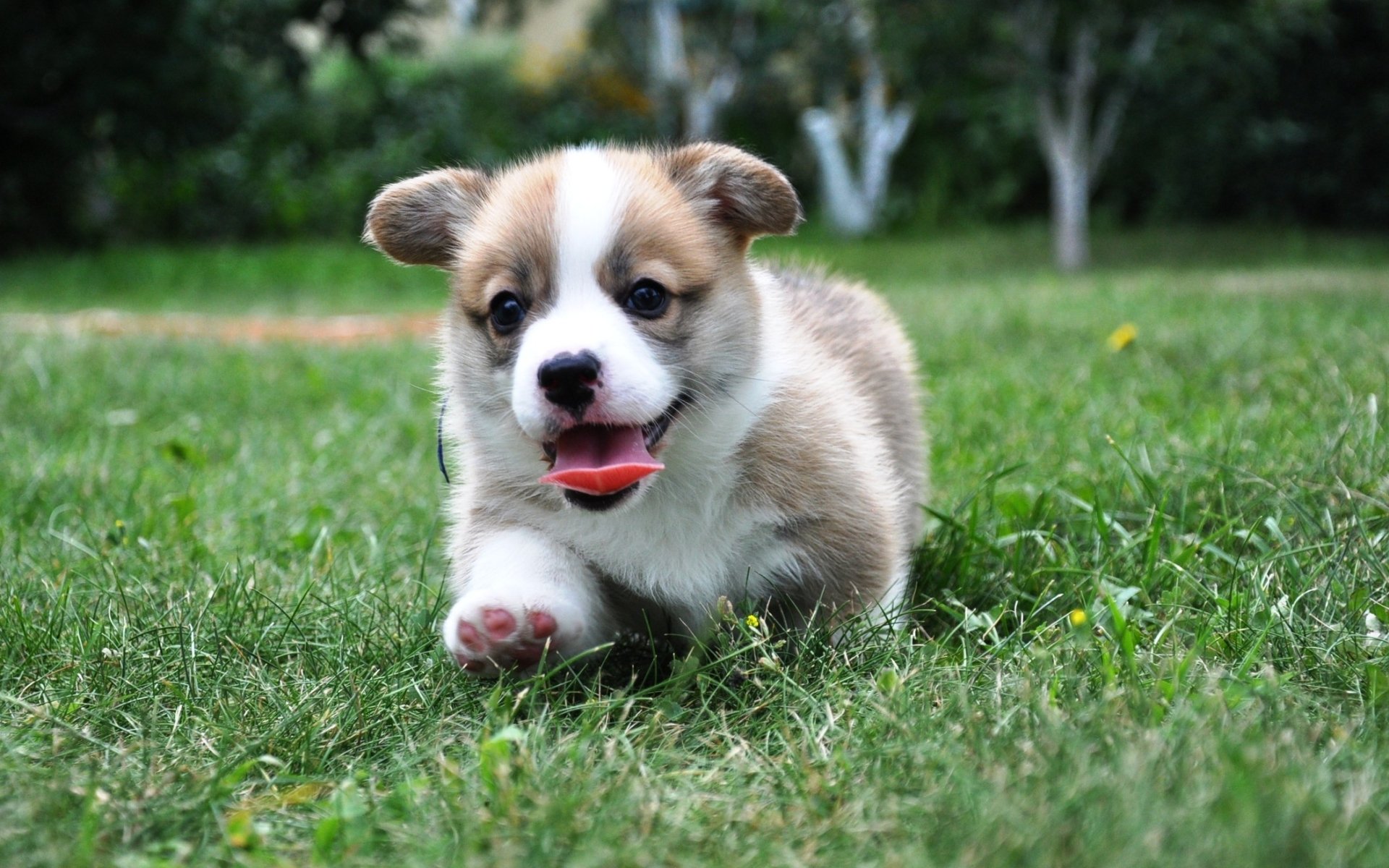 welsh corgi pembroke welsh corgi cane cucciolo lingua erba sfondo