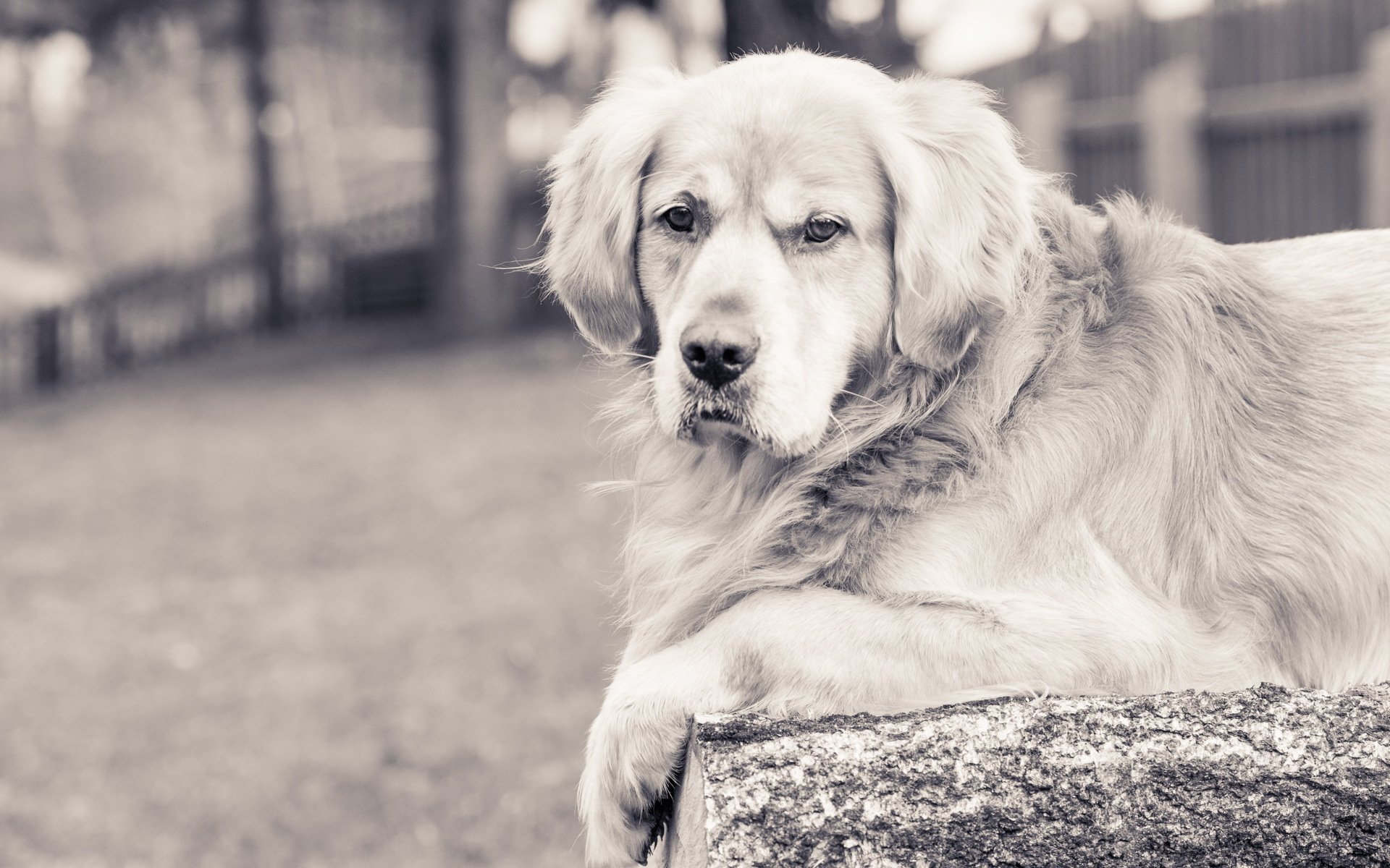 pies spojrzenie przyjaciel golden retriever