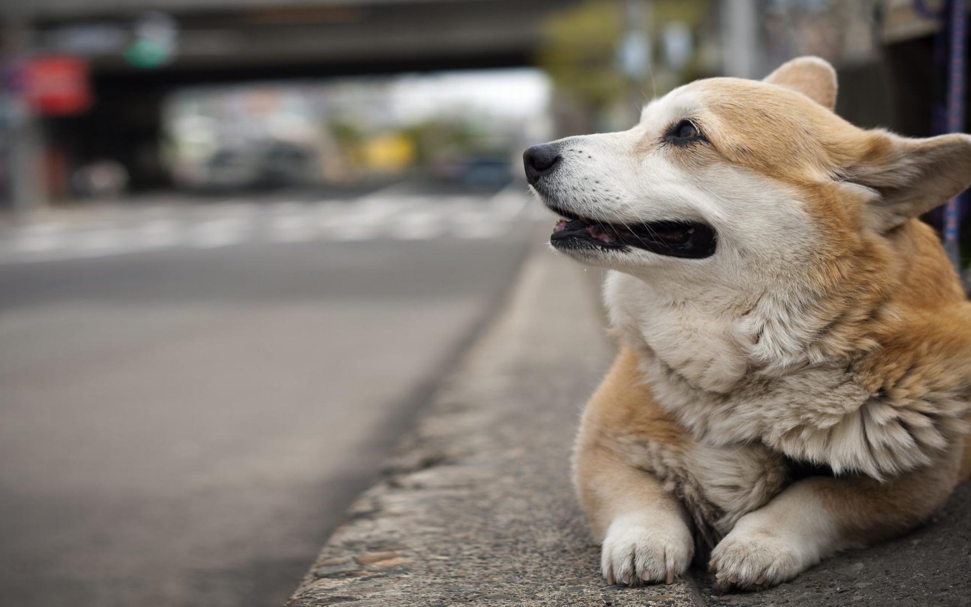 welsh corgi pembroke welsh corgi hund straße hintergrund