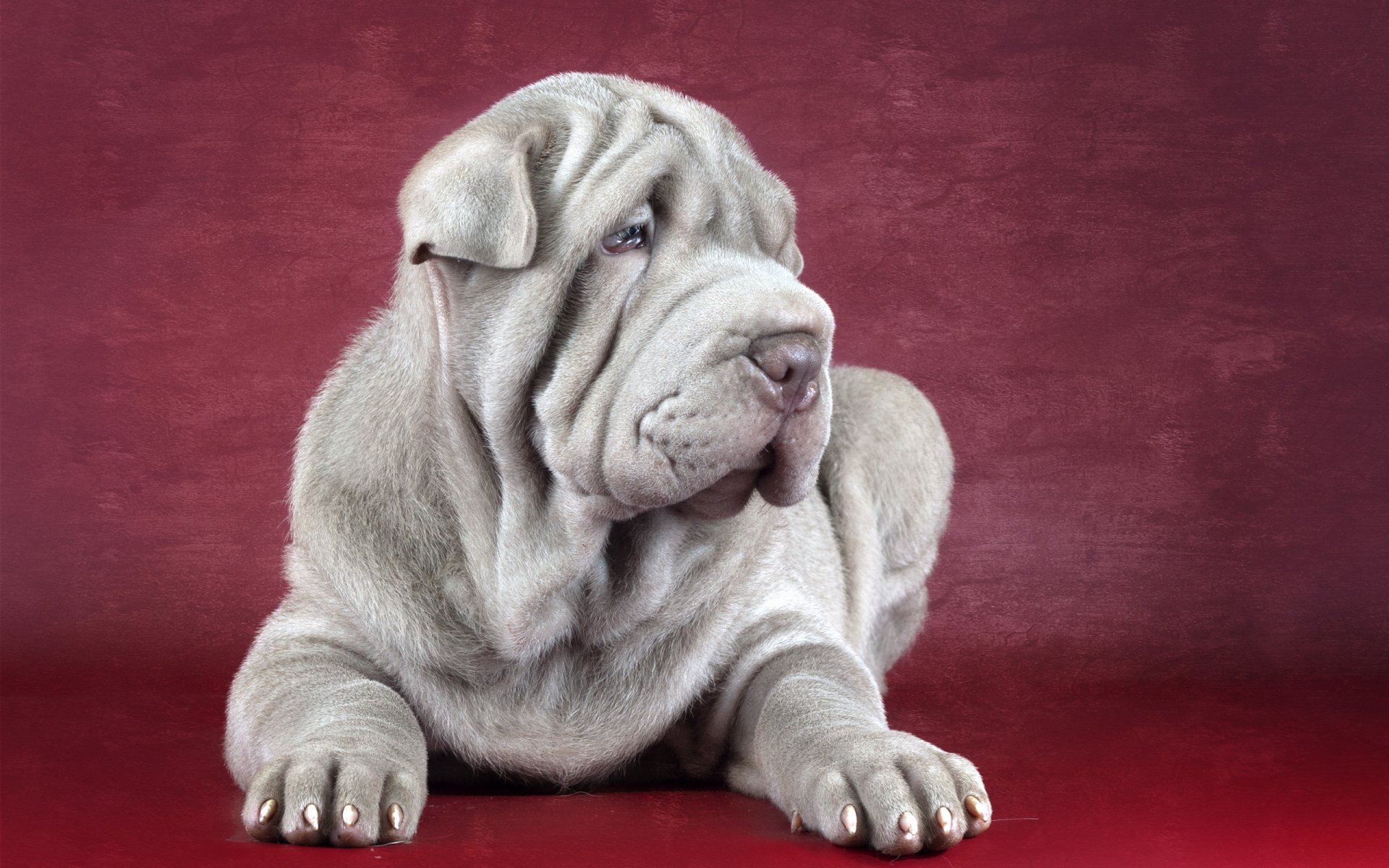 sharpei perro amigo