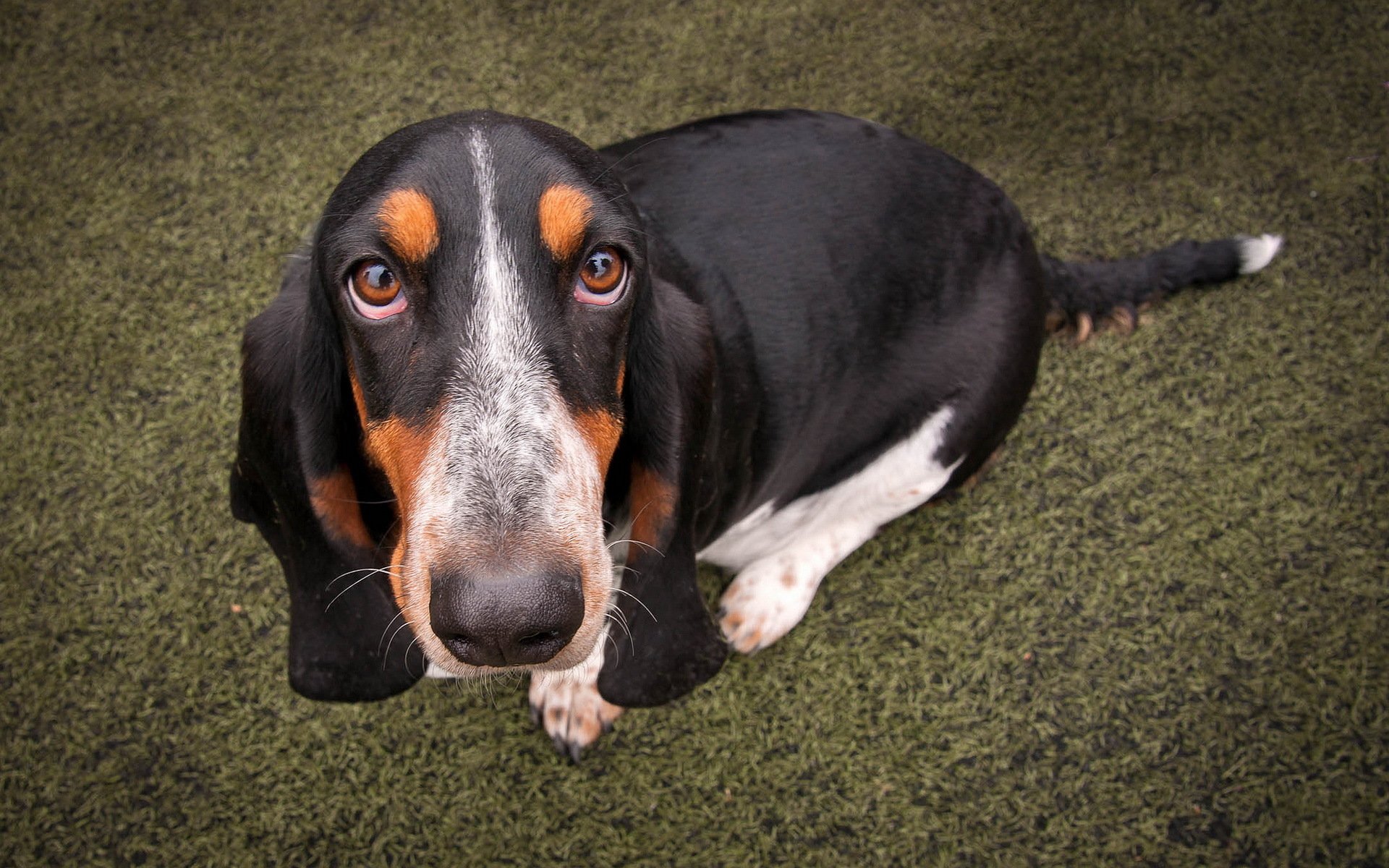 basset dog other view