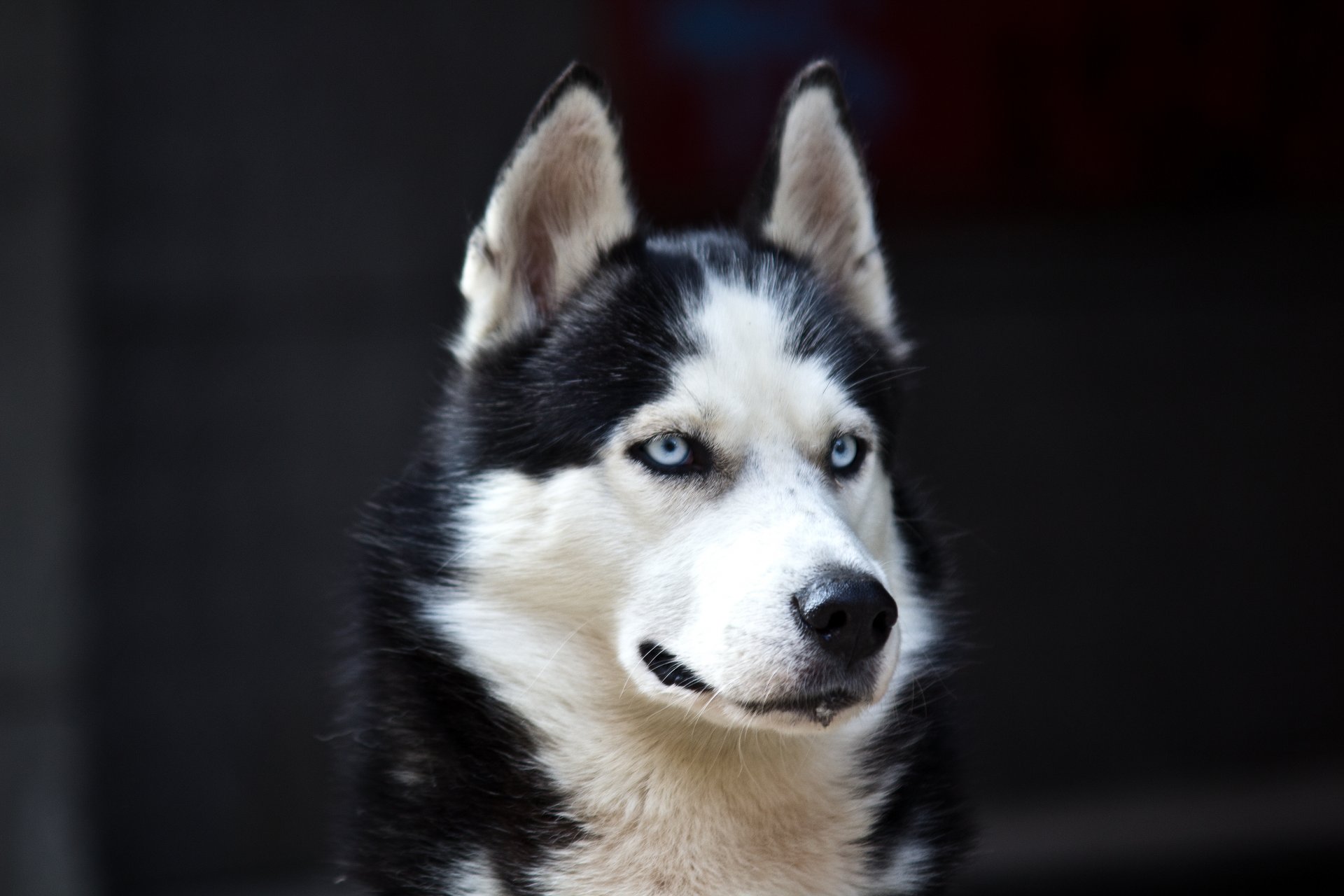 husky chien yeux bleus danger blanc noir