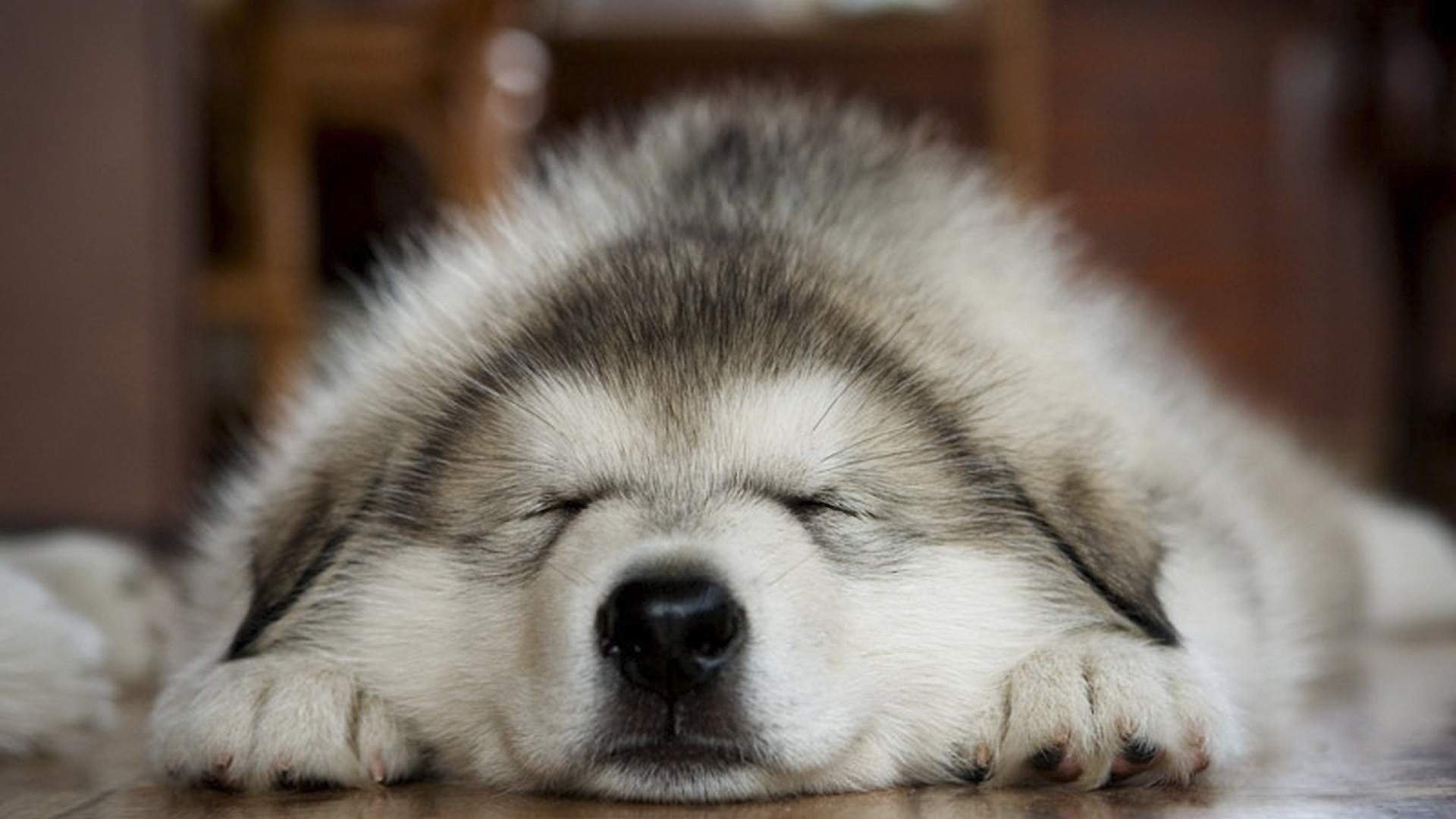 perro gris peludo durmiendo hocico