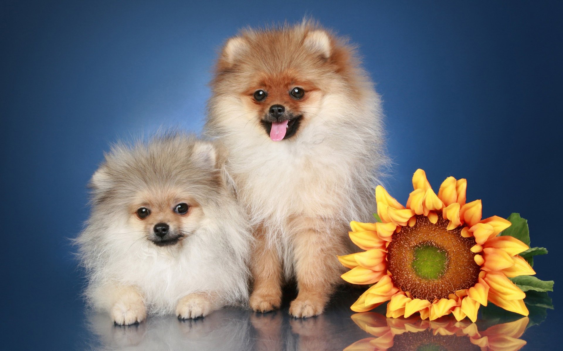 perro de pomerania.perro raza flores girasoles