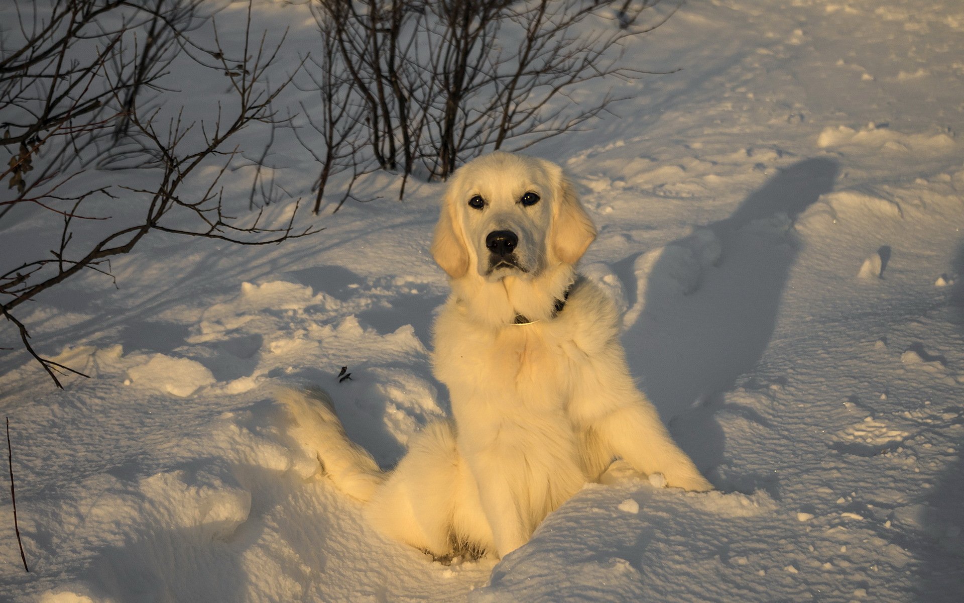 perro vista amigo puesta de sol luz nieve