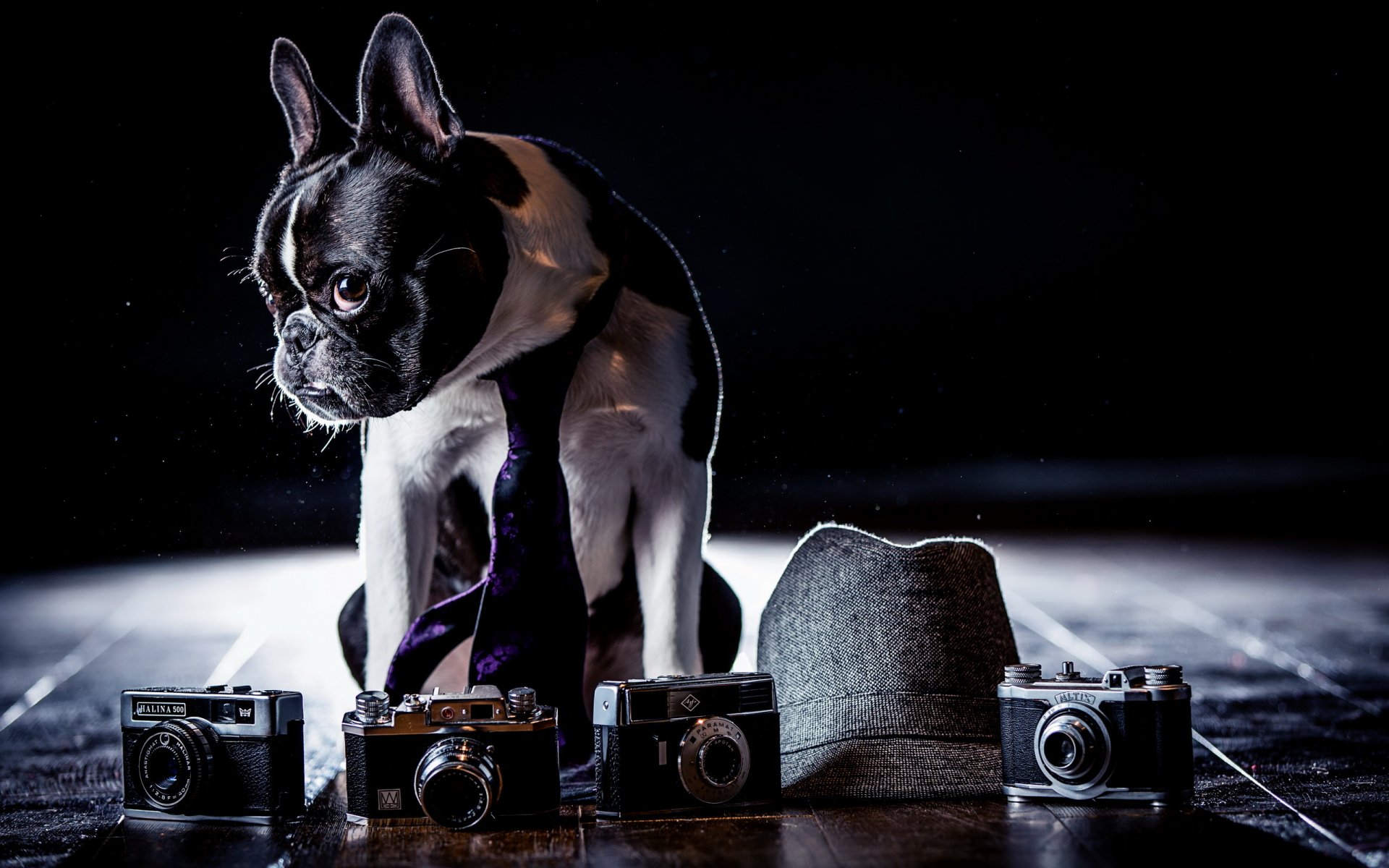 hund fotoapparat hintergrund