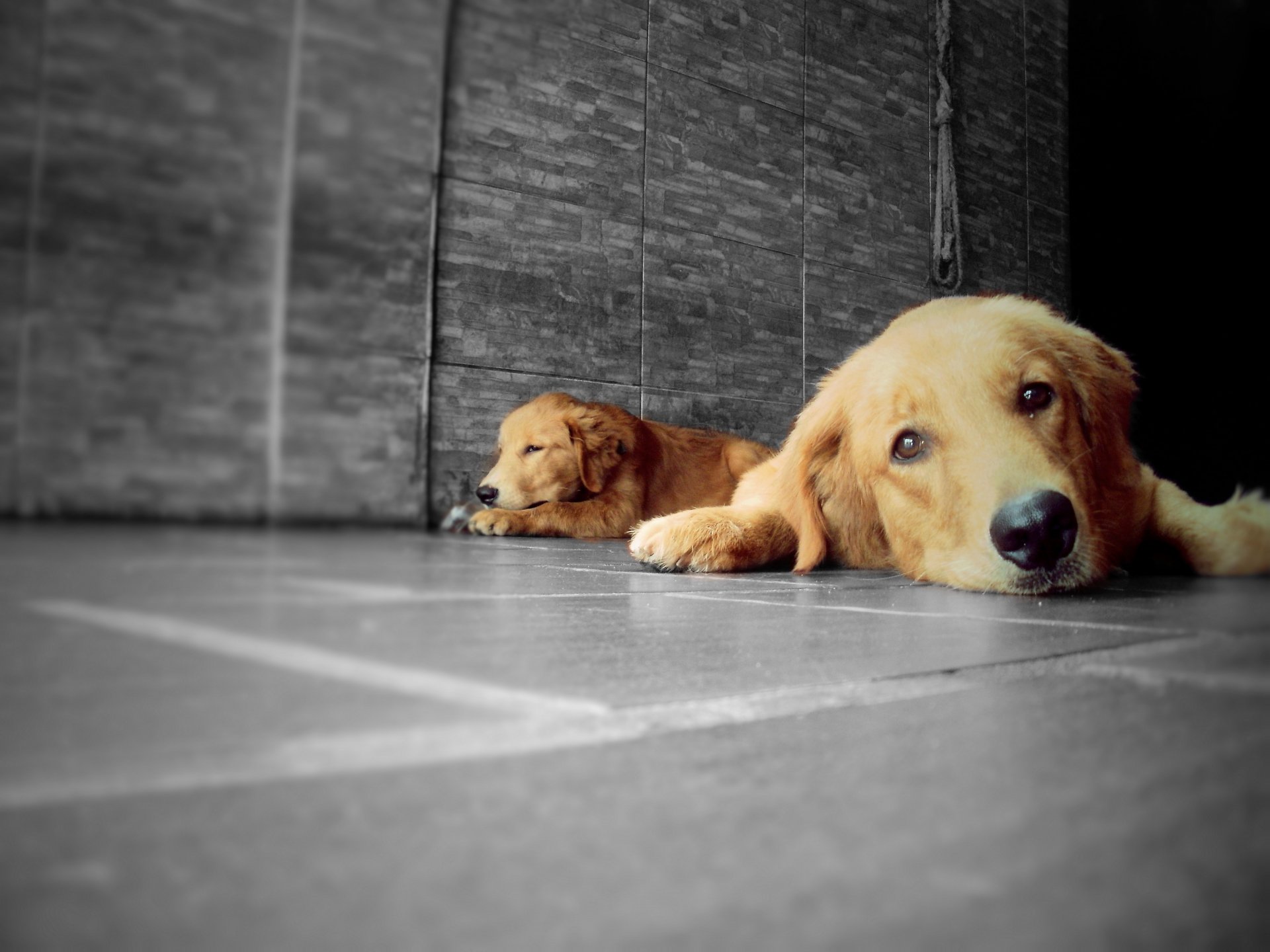 chien chien animal animal or retriever golden retriever lp-photographie