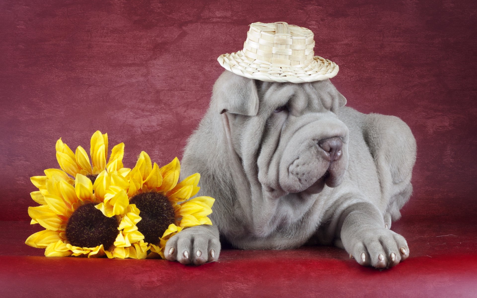 sharpei perro amigo