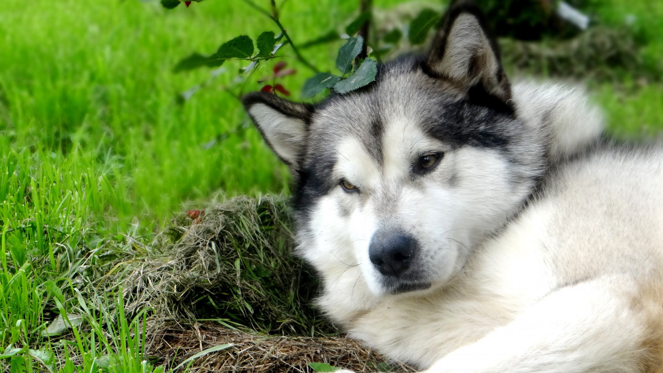 alaskan malamute richard bałachna niżny nowogród wilczy kolor przyjaciel zielona tapeta