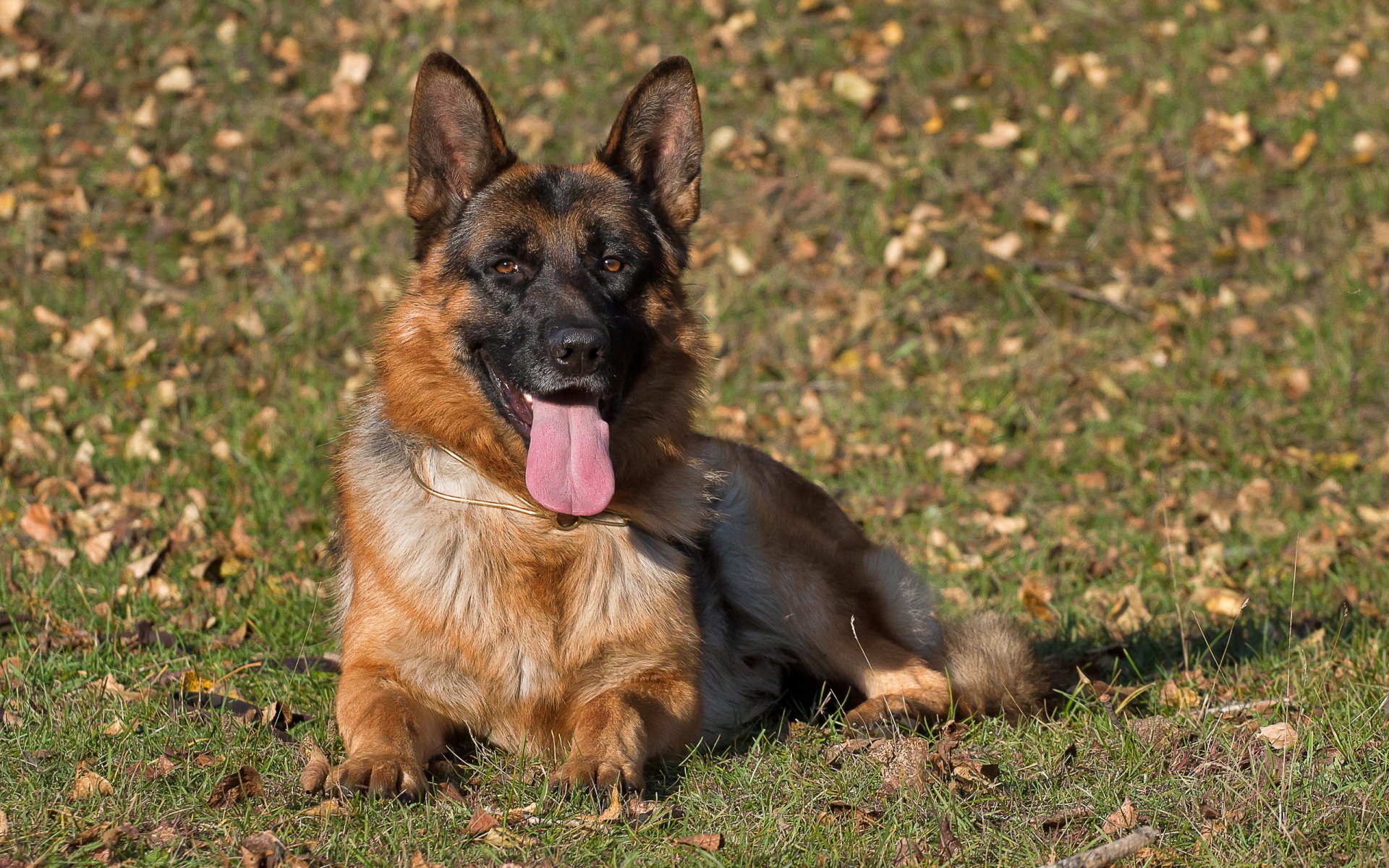 berger allemand chien vue