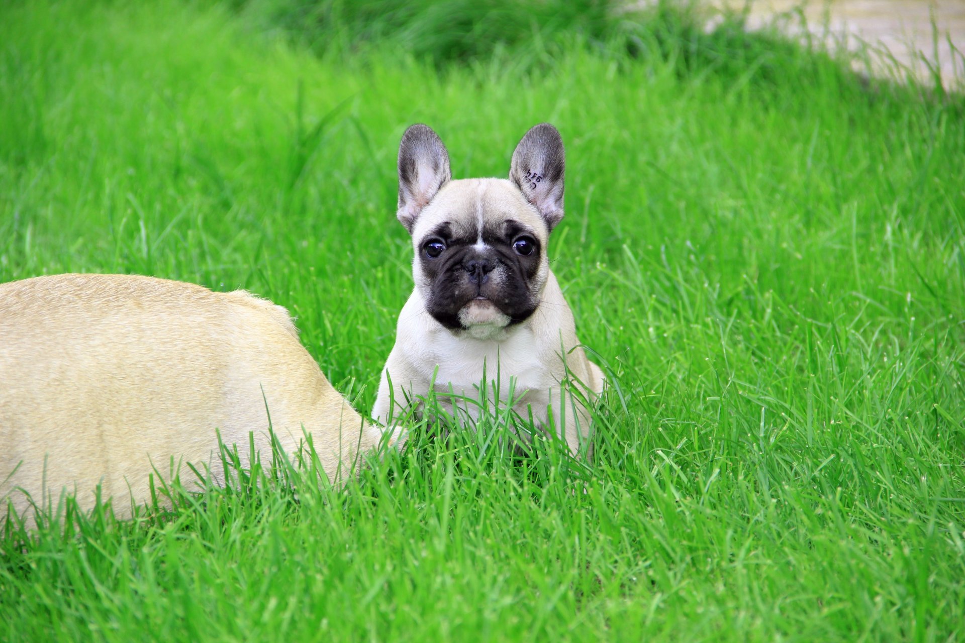 bouledogue français chiot regard stigmate herbe