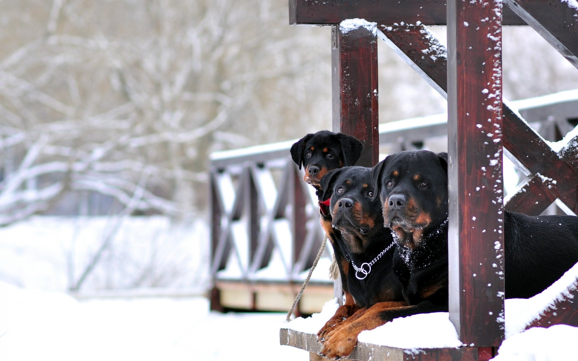 perro invierno fondo